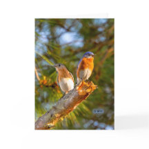 040 matte de la carte 5x7 de cour d'oiseau bleu