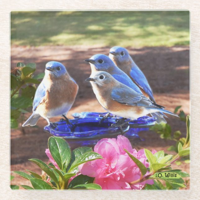 050 Bluebirds Forever 4x4 Glass Coaster (Front)