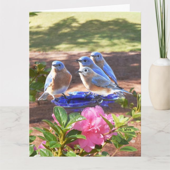 050 d'oiseaux bleus grande matte de la carte (Devant)