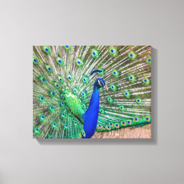 0601-Peacock Canvas Print (Front)