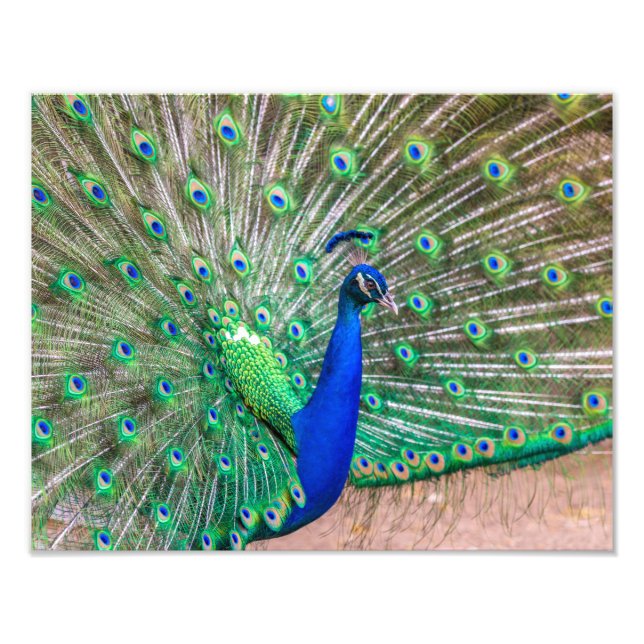 0601-Peacock Photo Print (Front)