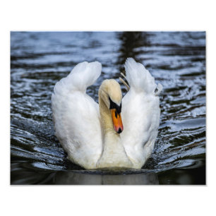 0841-Swan Photo Print