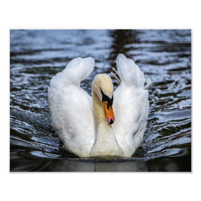0841-Swan Photo Print (Front)