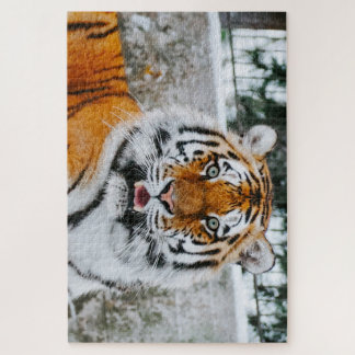 1000 Piece Cute Tigre Jigsaw Puzzle