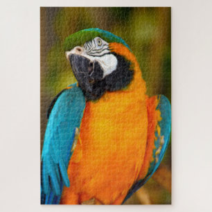 1000 piece Majestic Macaw Jigsaw Puzzle
