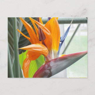 100_0344Post card---BIRD OF PARADISE Postcard