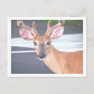 100_0606 POSTCARD