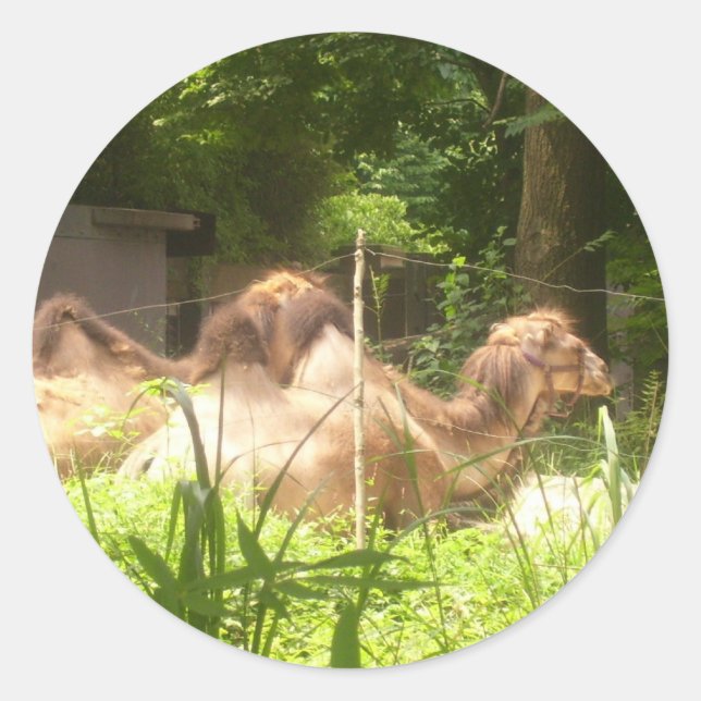 100_1373 - Camel Stickers (Front)