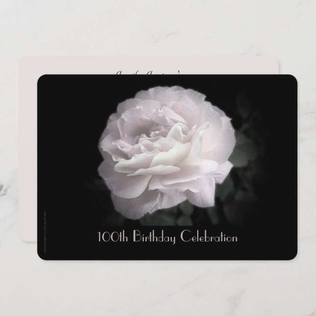 100th Birthday Party Invitation Pale Pink Rose (Front/Back)