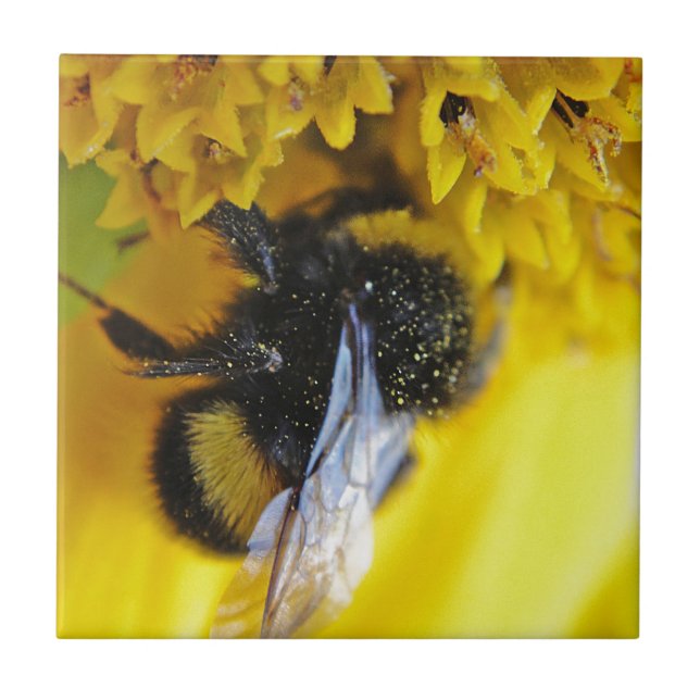 101.JPG TILE (Front)