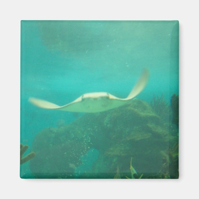 104_3660 - Aimant à rayons de pose (Devant)