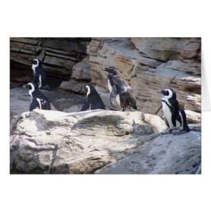 104_3669 - Carte postale de pingouin
