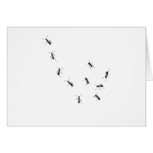 10 ants