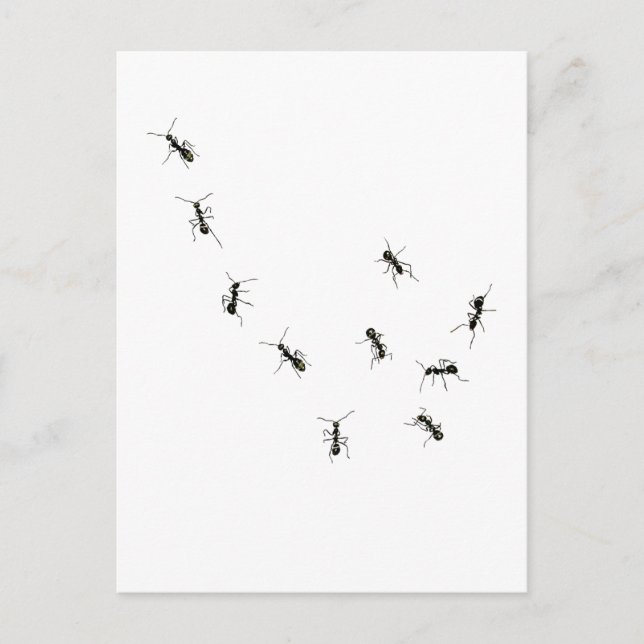 10 ants postcard (Front)