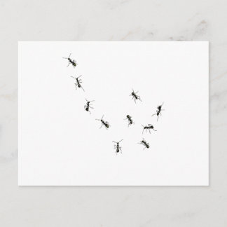 10 ants postcard