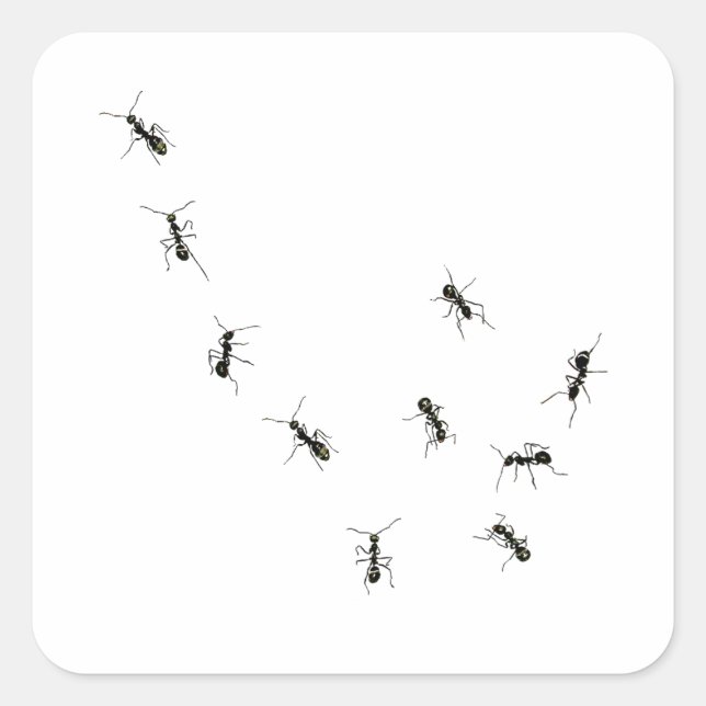 10 ants square sticker (Front)