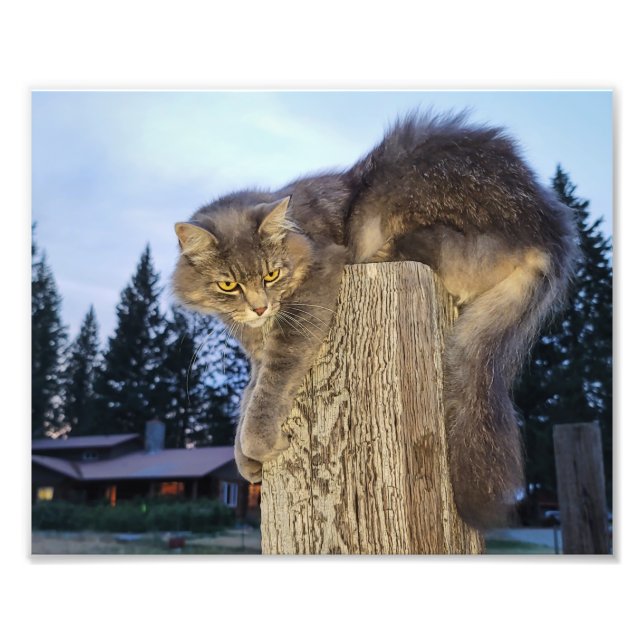 10"x8" Photo Print || Cathletic Cat (Front)