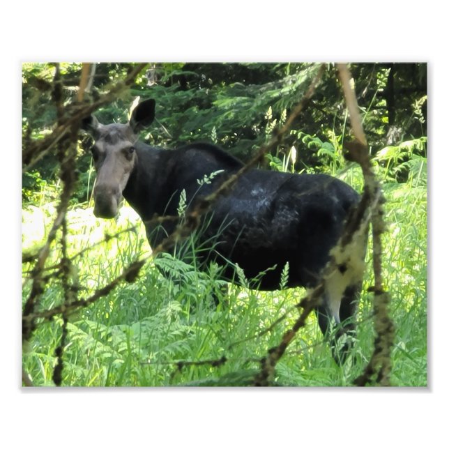10"x8" Photo Print || Moose Lunch (Front)