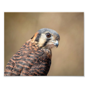 10x8 American Kestrel Photo Print
