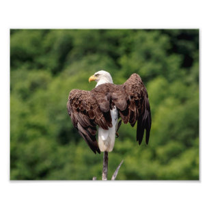 10x8 Bald Eagle on a branch Photo Print