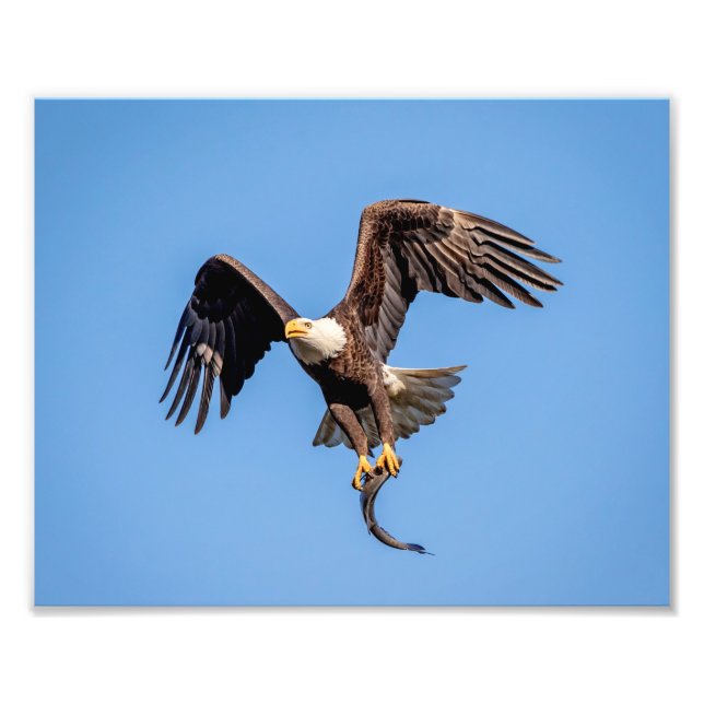 10x8 Bald Eagle with a fish Photo Print (Front)