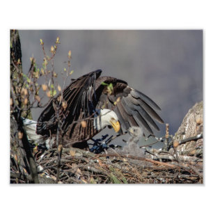 10x8 Bald Eagle with her baby Photo Print