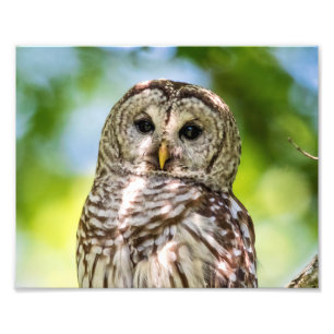 10x8 Barred Owl Photo Print