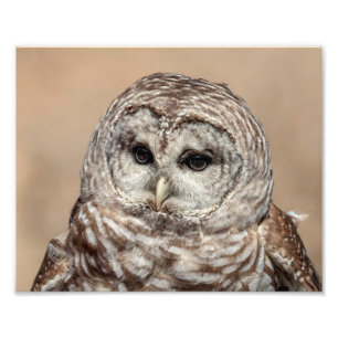 10x8 Barred Owl Photo Print