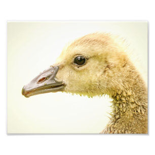 10x8 Canadian Goose (Gosling) Photo Print