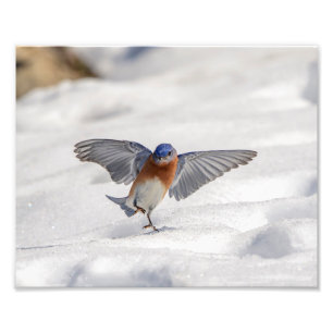 10x8 Eastern Bluebird dancing in the snow Photo Print