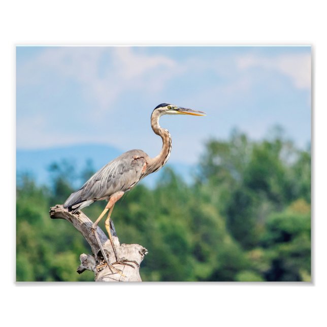10x8 Great Blue Heron Photo Print (Front)