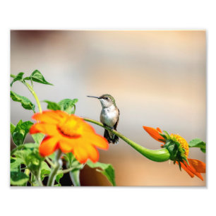 10x8 Hummingbird on a flowering plant Photo Print