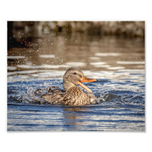 10x8 Mallard Duck at Downing Park Photo Print