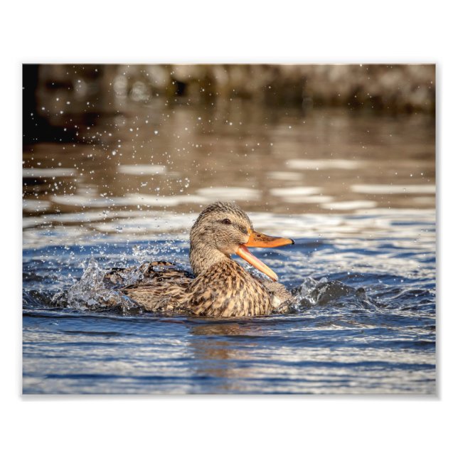 10x8 Mallard Duck at Downing Park Photo Print (Front)