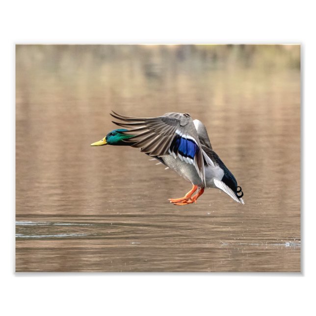 10x8 Mallard Duck in flight Photo Print (Front)