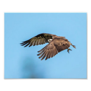 10x8 Osprey at Honeymoon Island State Park Photo Print