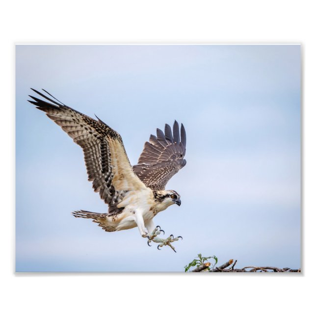 10x8 Osprey landing in the nest Photo Print (Front)