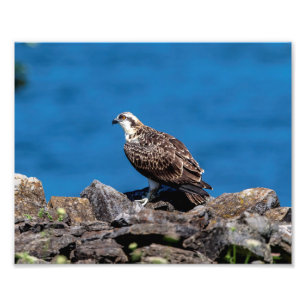 10x8 Osprey on the rocks Photo Print