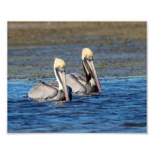 10x8 Pair of Pelicans Photo Print
