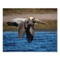 10x8 Pelican in flight