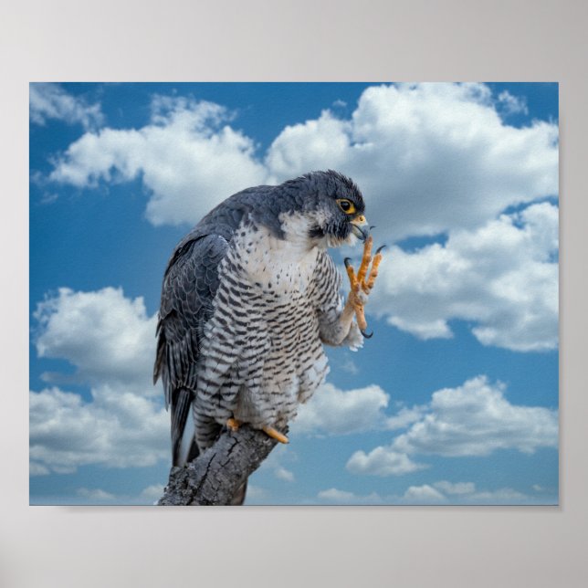 10x8 Peregrine Falcon along the Hudson River Poster (Front)