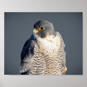 10x8 Peregrine Falcon along the Hudson River Poster