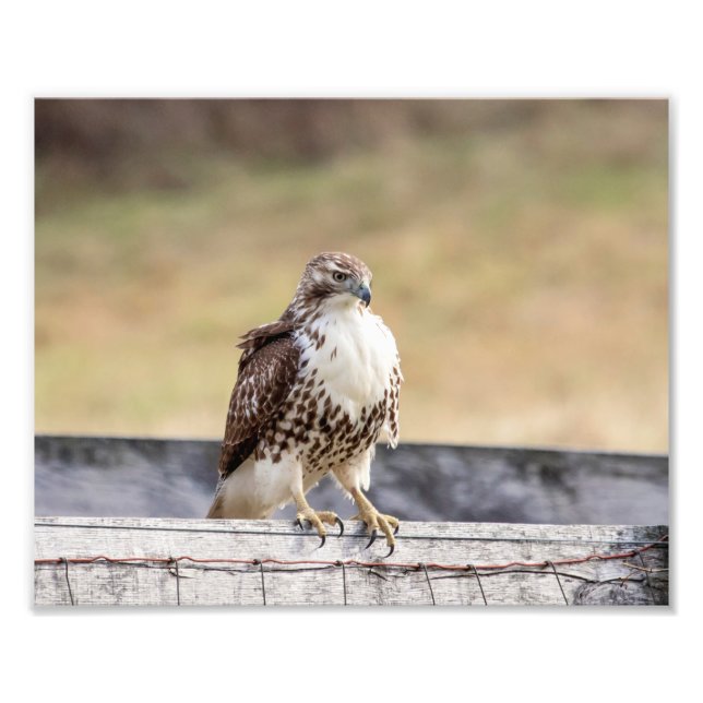 10x8 Portrait of an Immature Red Tailed Hawk Photo Print (Front)
