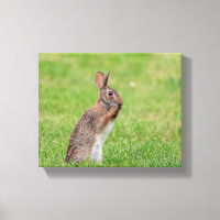 10x8 Rabbit standing in the grass and looking shy