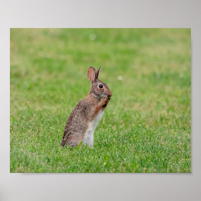 10x8 Rabbit standing in the grass and looking shy Poster (Front)