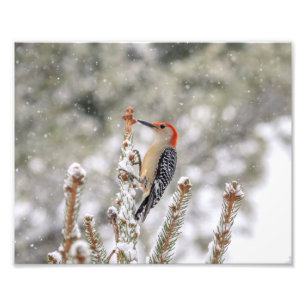 10x8 Red-bellied Woodpecker in the snow Photo Print