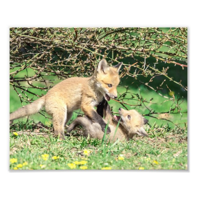 10x8 Red Fox Kits Playing Photo Print (Front)