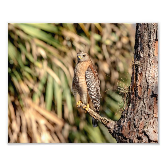 10x8 Red Shouldered Hawk in a tree Photo Print (Front)