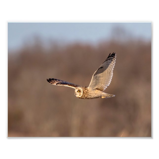10x8 Short-eared owl in flight Photo Print (Front)