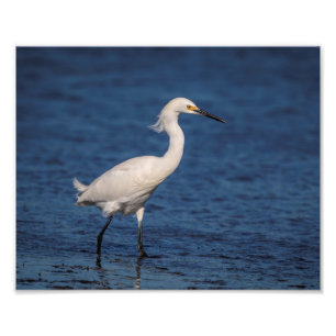 10x8 Snowy Egret on North Beach Photo Print